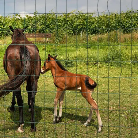 Notte Nella Botte Vignale